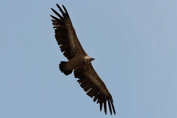 Gyps Fulvus Griffon Vulture Latający Rozpostartymi Skrzydłami Niebieskim Tłem Nieba — Zdjęcie stockowe