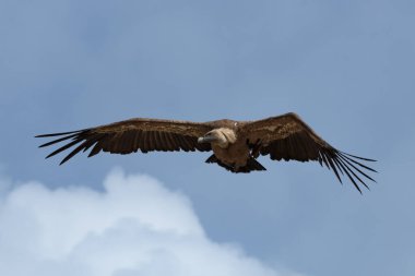 Griffon akbabası (Gyps fulvus) kırık kanatla mirador de las buitreras, Alcoy, İspanya 'da uçuyor