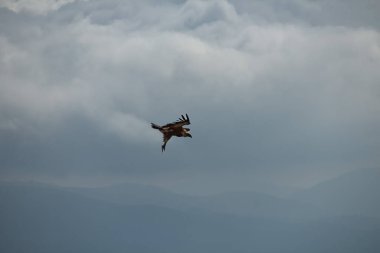 Griffon akbabası iniş pozisyonunda. Bulutlar, Alcoy, İspanya 'yı tehdit ediyor.