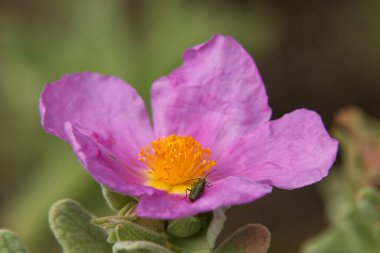 Cistus albidus 'un çiçeğindeki Oedemera böceği (rockrose)