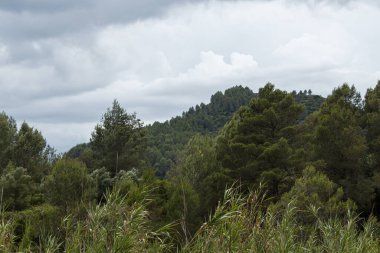 Va verde del Serps, Lorxa, İspanya 'daki çam ormanı üzerinde fırtınalı bir gün.