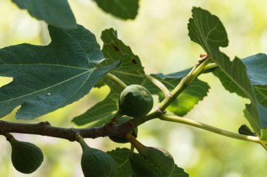 Işıklar ve gölgeler arasında yeşil meyveler bulunan Boteros Yazı Tipi (Ficus carica), Lorxa, İspanya