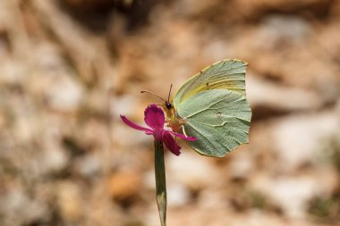 Limon kelebeği (Gonepteryx rhamni), pembe çiçeğe tünemiş.