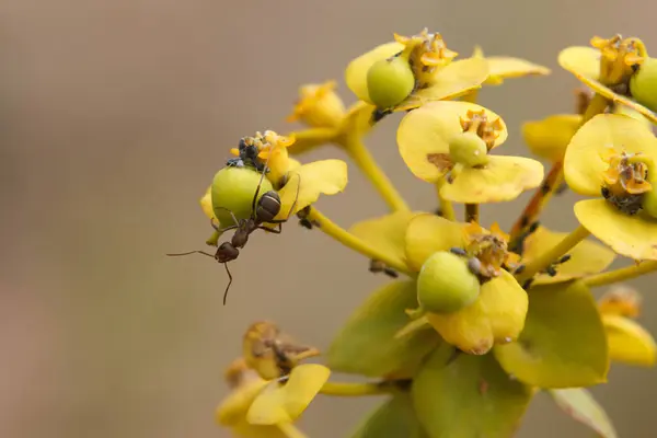 Lasius Niger Ant Květu Euforbie Cyparissias Španělsko — Stock fotografie