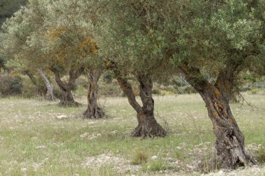 Petrol, Alcoy, İspanya için zeytin bahçesi