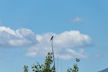 Arı yiyici (Merops apiaster) İspanya 'nın Albufera de Gaianes şehrinde bulutlu bir gökyüzü arka planına sahip bir dala tünemişti.