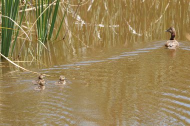 Anne ördek üç yavrusuyla İspanya 'daki Gaianes gölünde.