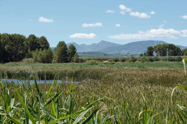 Paisagem Com Reedbeds Lagoa Gaianes Espanha — Fotografia de Stock