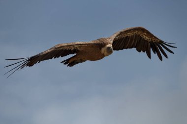 Kanat yaralanması olan Gyps Fulvus Parc Doğal Voltörler, Alcoy, İspanya üzerinde mavi gökyüzü ile uçuyor