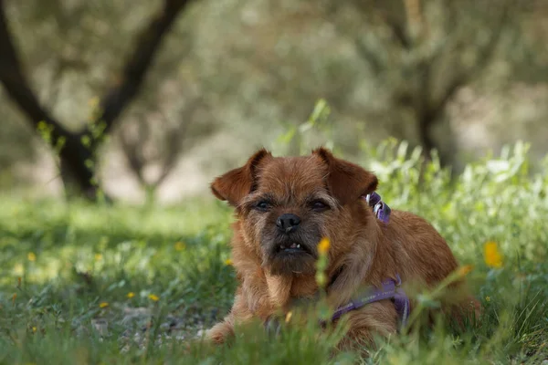 My dog Nami lying in an olive grove with flies on her nose, albuera de Gaianes, Spain
