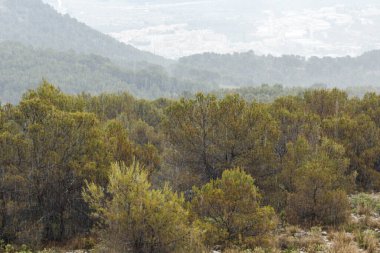 Sierra de Mariola, Alcoy, İspanya ormanlarına sağanak yağmur yağdı