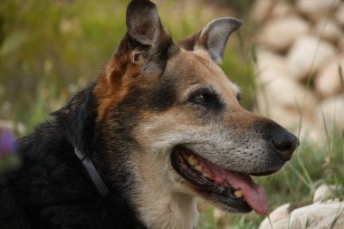 Tana 'nın portresi, Alman çoban köpeği Onil, İspanya