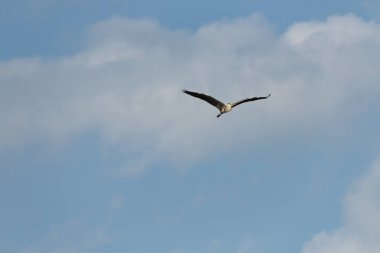 Ardea Cinerea (gri balıkçıl) İspanya 'nın Beniaris bataklığı üzerinde bulutlar ve mavi gökyüzü ile uçuyor.