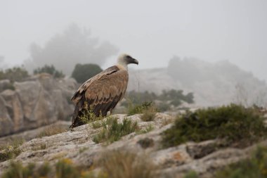 Alt de les Pedreres de Alcoy 'da kayalıklardaki Gyps Fulvus sisli bir günde, İspanya