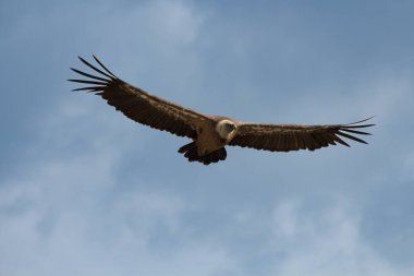 Gyps Fulvus gökyüzü arka planında Alcoy, İspanya 'da bulutlarla uçuyor.