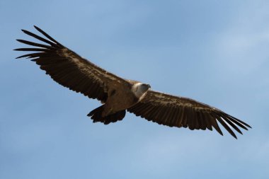 Gyps Fulvus gökyüzü arka planında Alcoy, İspanya 'da bulutlarla uçuyor.