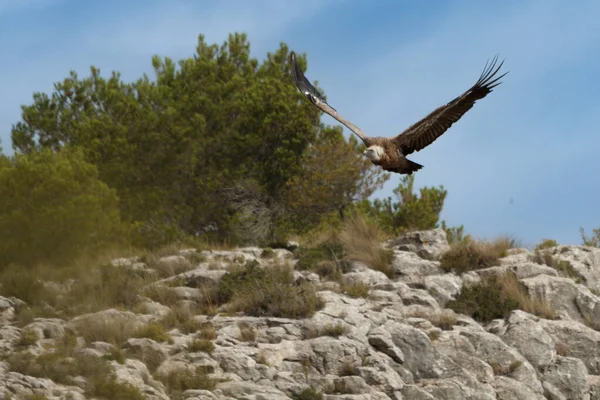 stock image Gyps fulvus flying next to pine trees on top of the Alt de les Pedreres de Alcoy, Spain