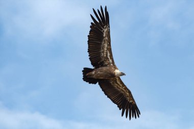 Gyps fulvus Parc Natural dels Voltors, Alcoi, İspanya 'da arka plan bulutlarıyla uçuyor