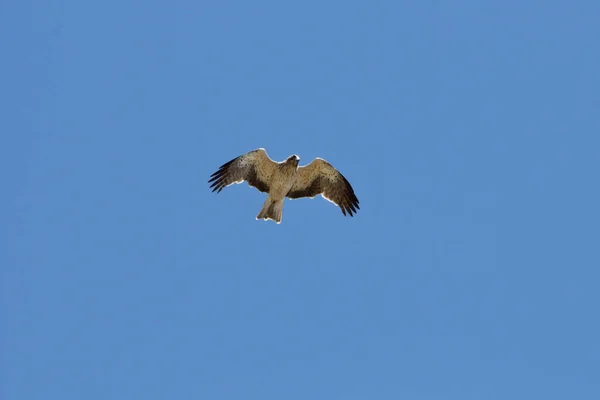 Vulturul Vârf Scurt Circaetus Gallicus Suspendat Cer Căutarea Pradă Pentru — Fotografie, imagine de stoc