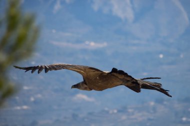 Park 'ta uçan çıngıraklı yılanların arka görünüşü Voltorlar, Alcoy, İspanya