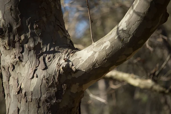 İspanya, Prevetorio de Alcoy 'da gövde ve bir Akdeniz muz ağacının dalına yakınlık