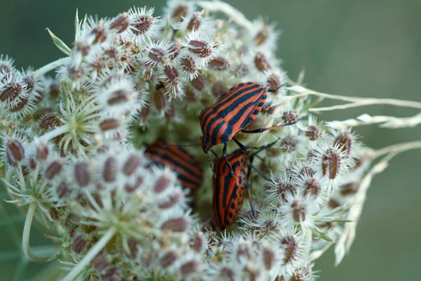 Üç grafosoma lineatum böceği daucus carota ya da yaban havucu bitkisinin üzerinde uyur.