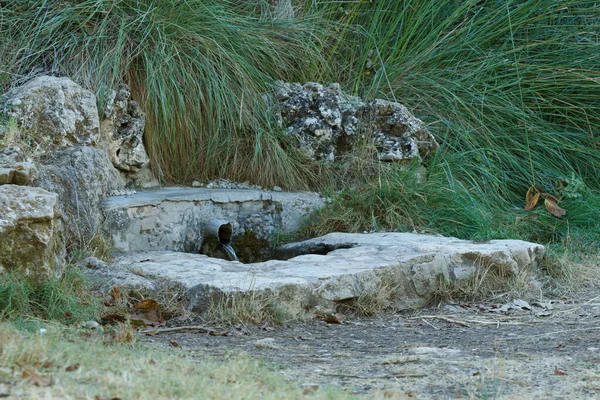 フエンテ マリオラ ボカワレント スペインのレクリエーションエリアの天然水源 — ストック写真