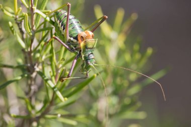 Steropleurus Andalusius (Ağustos Böceği) biberiye bitkisi Alcoi, İspanya 'da kamufle oldu.