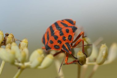 Rezene çiçeklerindeki Graphosoma lineatum böceğine yakın plan yağmur yağmadığı için soluk sarı. Gaianes, İspanya