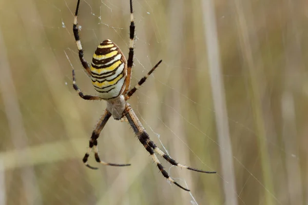 Αράχνη Τίγρης Σφήκα Argiope Bruennichi Στο Διαδίκτυο Περιμένοντας Λεία Ισπανία — Φωτογραφία Αρχείου