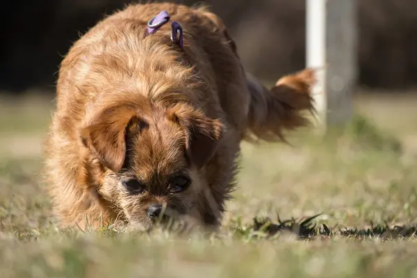 Mein Hund Nami Schnüffelt Gras Des Preventorio Alcoi Spanien — Stockfoto