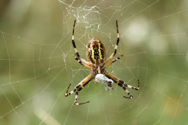 Argiope bruennichi örümceği ağıyla avını ipek ile sarıp yiyor..