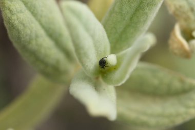 Siistus bitkisinin yaprakları arasında uyuyan küçük bir böcek.