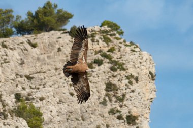 Gyps Fulvus kanatlarını açarak uçan yön değiştiriyor ve arka planda Alt de les Pedreres de Alcoi zirvesi, İspanya