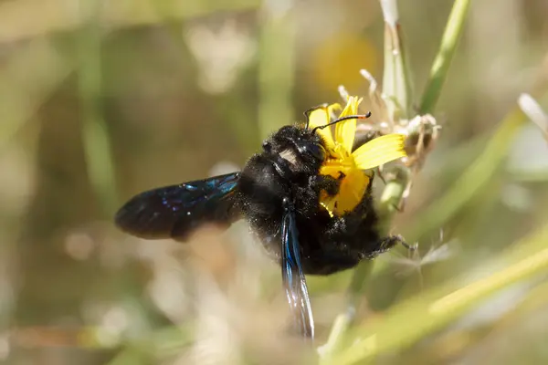 European carpenter bee Xylocopa violacea collecting nectar while pollinating plants