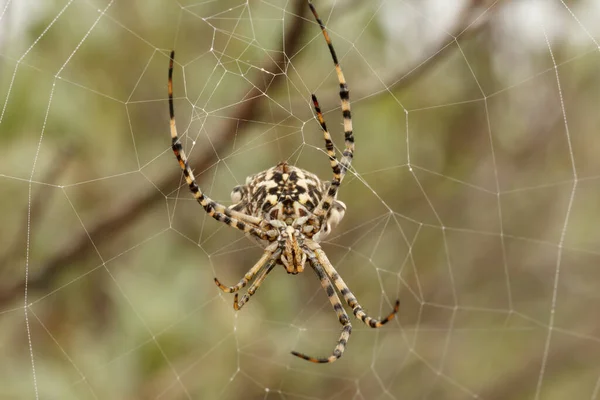 Argiope lobata spider with shorter right front legs, probably due to some trauma