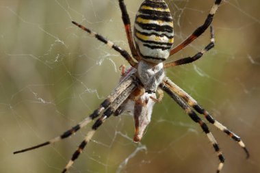 Kaplan örümcek, Argiope bruennichi, avıyla besleniyor.