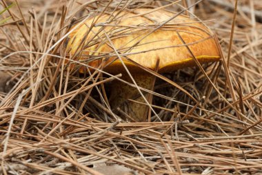 İspanya 'nın Alcoi kentindeki Preventorio ormanında çam yaprakları arasında bulunan suillus granulatus mantarı.