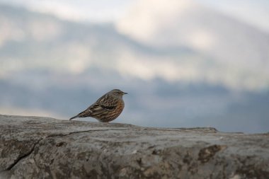 Prunella collaris (Alp aksancısı) Alcoi 'deki San Cristobal inzivasının betli korkuluklarında arka planda bulutlar ile birlikte. İspanya