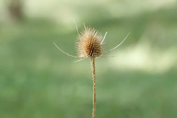 Dried Dipsacus Plant Nice Bokeh Green Background Composition — Stock Photo, Image