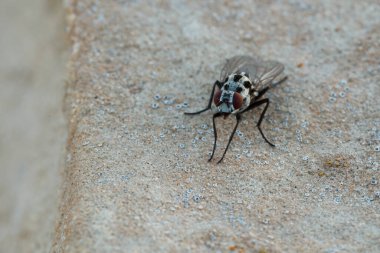 Anthomyia türünün küçük bir sineği La Carrasqueta, Jijona, İspanya 'da gece ışığıyla bir kayanın üzerine tünedi.