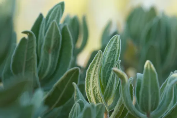Yeşilin farklı tonları ve Jijona, İspanya 'da ışıklı ve gölgeli yaprak kapları.