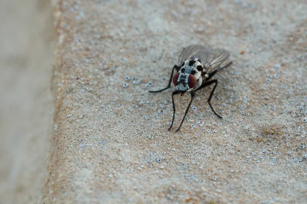 Anthomyia türünün küçük bir sineği La Carrasqueta, Jijona, İspanya 'da gece ışığıyla bir kayanın üzerine tünedi.