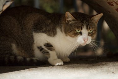 Tehditkar görünümlü kısa saçlı sokak kedisi, İspanya 'nın Alcoi kentindeki beton bir kemerde saklanıyor.