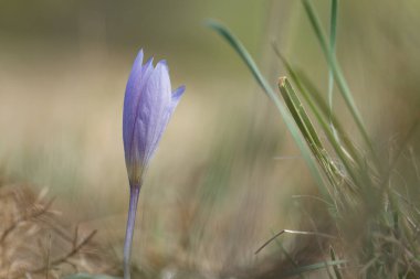İspanya 'nın Bocairente kentindeki Sierra de Mariola doğal parkında sonbahar crocus speciosus' u olarak telaffuz edilir.