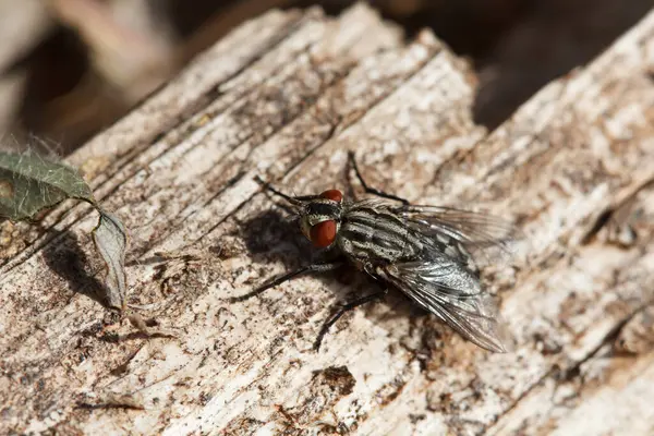 Çürüyen ağaç gövdesi, Bocairent, İspanya 'daki Sarcophaga carnaria türünün sineği.