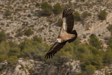 İspanya 'nın Barranc del Cint de Alcoi kentindeki çam ağaçlarının arka planı ve uçuş sırasında yayılan kanatlı çıngıraklar.