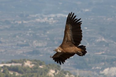 Arka planda İspanya 'nın Cocentaina vadisi olan Canyet Projesi' nden Griffon akbabası.