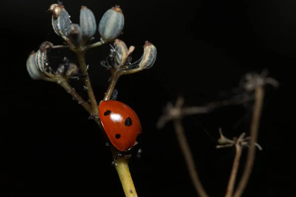 Ladybird coccinella septempunctata looking for where to spend the night in the Gaianes lagoon, Spain