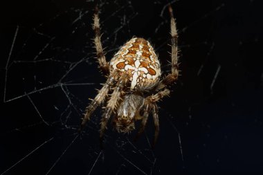 Örümcek Makro 'su Araneus diadematus avını bekliyor, Alcoi, İspanya